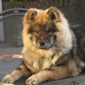 Eurasier