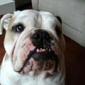 Engelse Bulldog