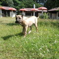 Dogo Canario