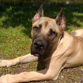 Dogo Canario