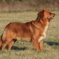 Nova Scotia Duck Tolling Retriever