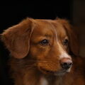 Nova Scotia Duck Tolling Retriever