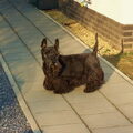 Schotse Terrier