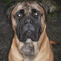 Bullmastiff