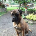 Bullmastiff