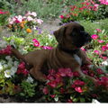 Boxer