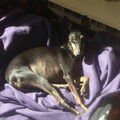 Engelse Toy Terrier