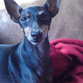Engelse Toy Terrier