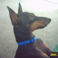 Engelse Toy Terrier
