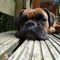 Boxer