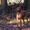 Vizsla Korthaar