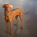 Vizsla Korthaar