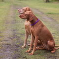 Vizsla Korthaar