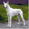 Podenco Ibicenco, ruwhaar