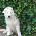 Zwitserse Witte Herder