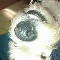Parson Russell Terriër