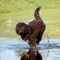 Barbet