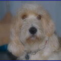 Petit Basset griffon vendéen