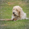 Petit Basset griffon vendéen