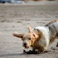Petit Basset griffon vendéen
