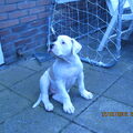 Amerikaanse Bulldog