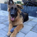 Oud Duitse Herdershond
