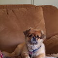 Pekingees