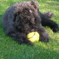 Bouvier des Flandres
