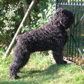Bouvier des Flandres