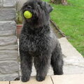 Bouvier des Flandres