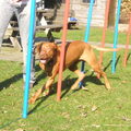 Vizsla (Hongaarse staande hond)