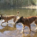 Mechelse Herder