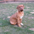 Bordeauxdog