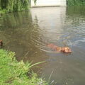 Bordeauxdog