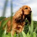 Engelse Cocker Spaniel