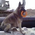 Tervuerense Herder