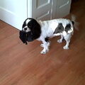 Cavalier King Charles Spaniel
