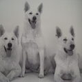 Zwitserse Witte Herder