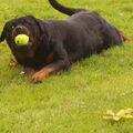 Rottweiler