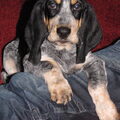 Basset bleu de Gascogne