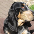Basset bleu de Gascogne