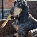 Basset bleu de Gascogne