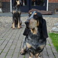 Basset bleu de Gascogne