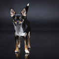 Chihuahua, korthaar