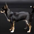 Chihuahua, korthaar