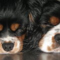 Cavalier King Charles Spaniel