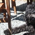 Labradoodle