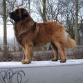 Leonberger