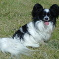Vlinderhond