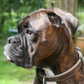 Boxer